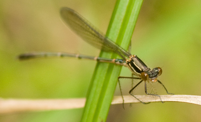 Austrolestes psyche